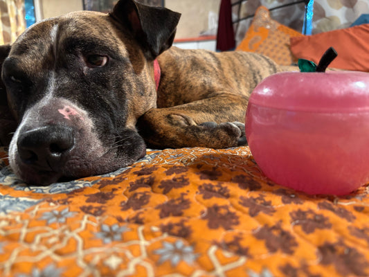 Come & Bite The Apple
