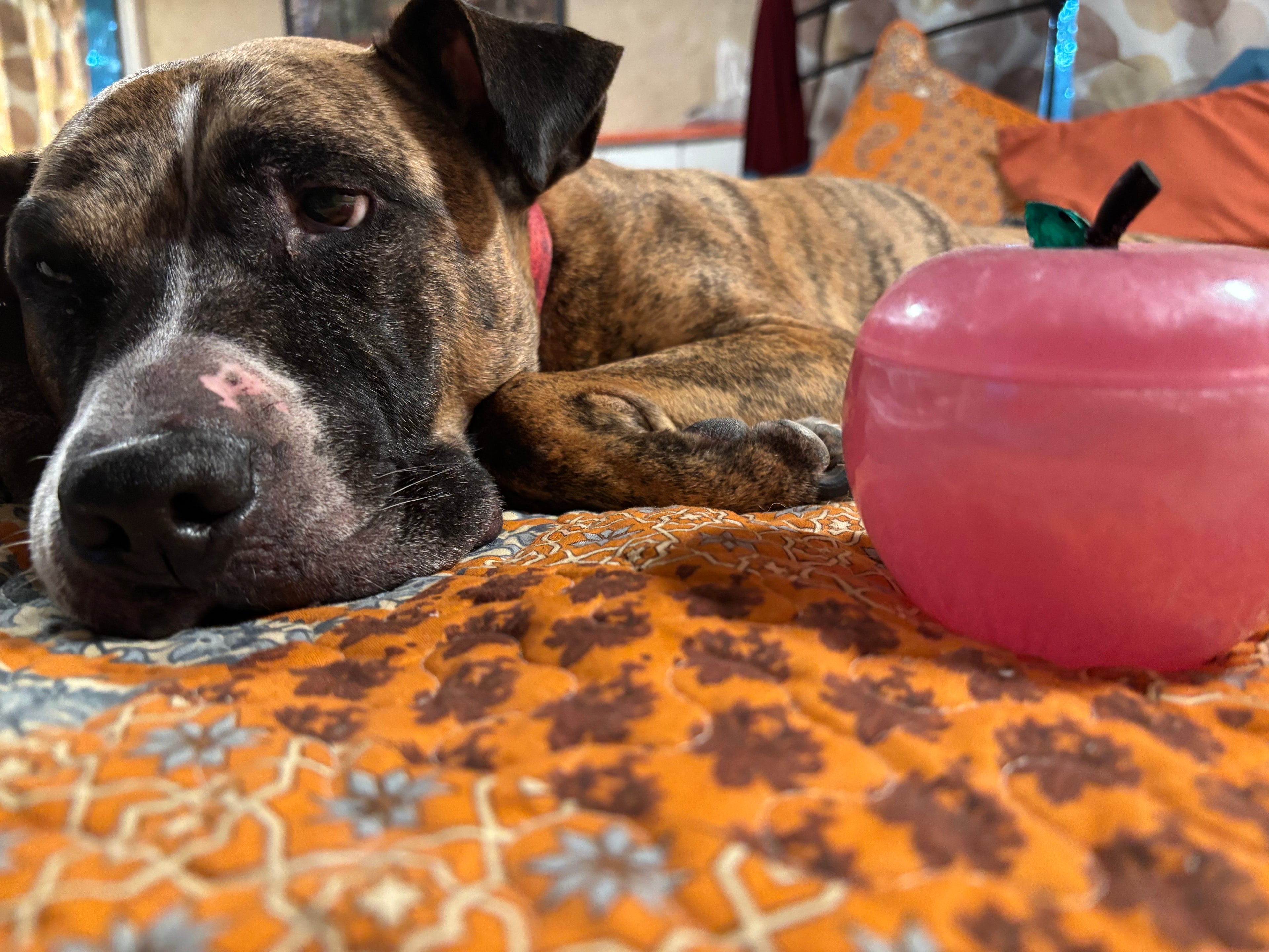 Come & Bite The Apple